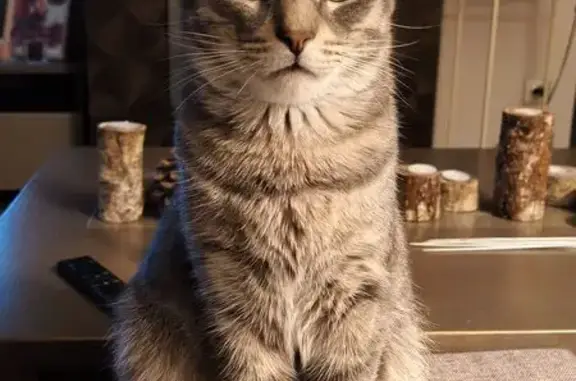 Chat perdu, Rue du Château, Saint-Étienne-de-Maurs - mâle gris rayé - photo