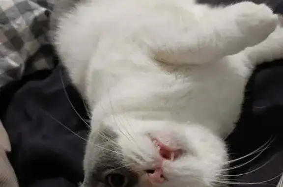 Lost cat, Thorncliffe Avenue, 30, Maitland, Willoughby - female, grey and white with a snaggle tooth - photo