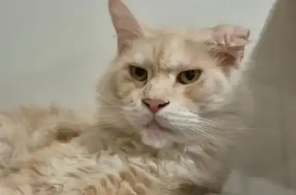 Lost male cat, Clarence Street, Newcastle - large creamy ginger with ear deformity - photo