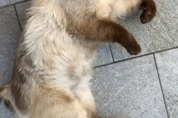 Animaux perdus Saint-Étienne, photo: Chat perdu, Rue des Généraux Altmayer, Saint-Avold - amputation de la queue