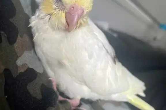 Lost pets Hobsons Bay, photo: Lost bird, Altis Street, 28, Wyndham City - yellow and white cockatiel