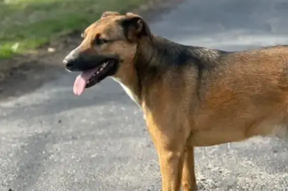 Chien perdu Montluçon, photo : Chien perdu, Lescure, Saugues - croisé border/malinois