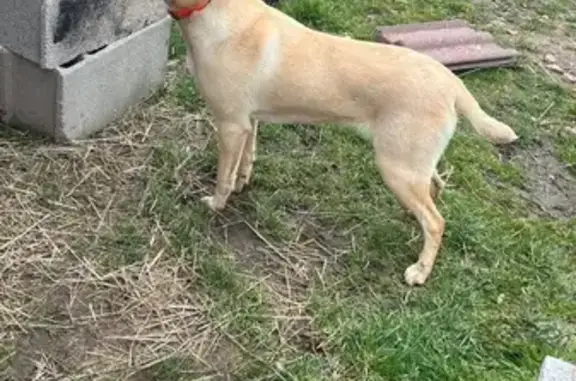 Chien perdu, Route de Sury, 2126, Craintilleux - labrador femelle sablé - photo