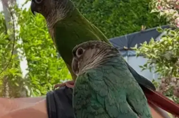 Animaux perdus Genas, photo: Oiseau perdu, Rue Alfred de Musset, Genas - vert, bleu, rouge, jaune