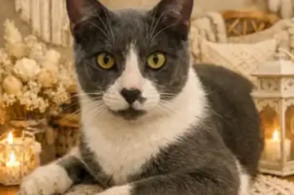 Animaux perdus Vénéjan, photo: Chat perdu, Chemin de Saint-Nazaire, Vénéjan - très gentil curieux