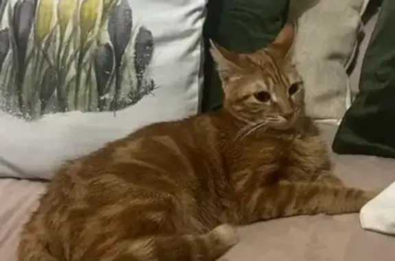 Animaux perdus Paris, photo: Chat perdu, Rue de Beaucaire, Nîmes - femelle rousse tigré