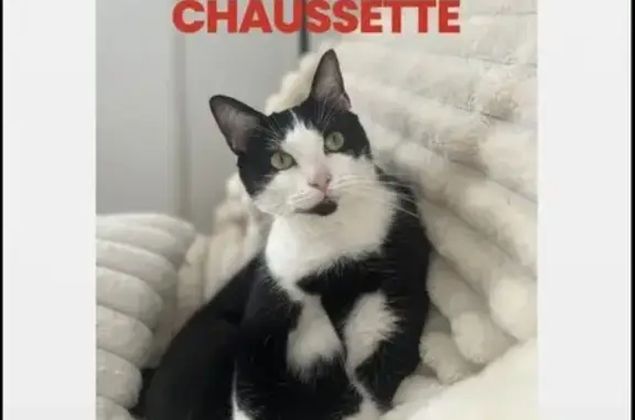 Chat perdu, Marseille, photo: Chat perdu, Boulevard de la Libération, Marseille - femelle, taches noir et blanche