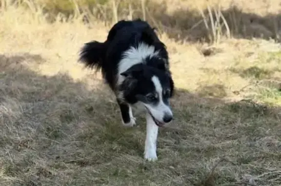 Chien perdu Montluçon, photo : Chien perdu, Lescure, Saugues - femelle Border noire et blanche
