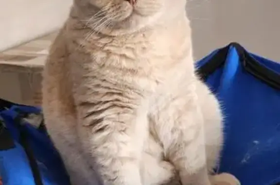 Missing cat Darebin, photo: Lost cat, Shaftesbury Parade, Darebin - male British Shorthair