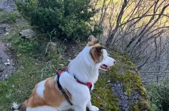 Chien perdu femelle, Lucmau, Nouvelle-Aquitaine - âgée de 8 mois - photo