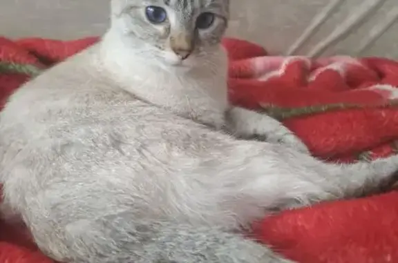 Animaux perdus Lyon, photo: Chat perdu, Rue Pélissier, Clermont-Ferrand - femelle blanche fumée