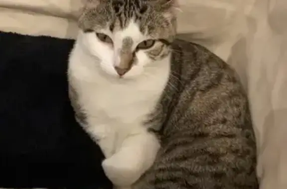 Animaux perdus Paris, photo: Chat perdu, Allée Stanislas Kubacki, Livry-Gargan - femelle stérilisée