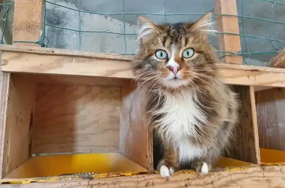 Chat perdu, Fréhel, photo: Chat perdu, Les Rues, 13, Fréhel - grands yeux verts