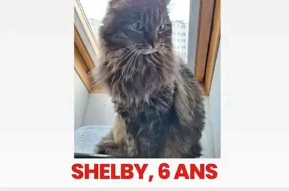 Animaux perdus Bourges, photo: Chat perdu, Rue Louis Mallet, Bourges