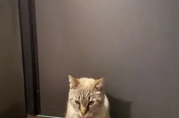 Chat trouvé Bagnolet, photo: Chat trouvé, Rue Gustave Nickles, Bagnolet - très gentille et affamée