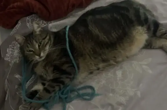 Animaux perdus Lyon, photo: Chat perdu, Rue du Bosquet, Dunkerque - tigré européen et pucé