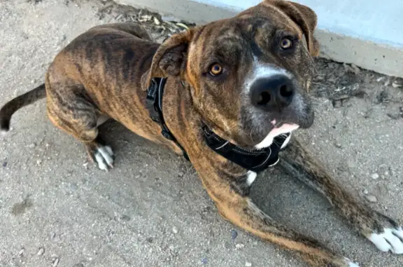 Lost pets Indio, photo: Lost male dog, Indio Springs Drive, Indio - neutered and very friendly