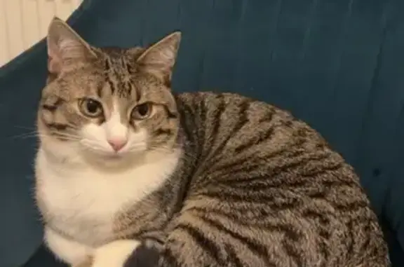 Animaux perdus Saint-Avold, photo: Chat perdu, Résidence les Alerions, Saint-Avold - nez blanc tigré