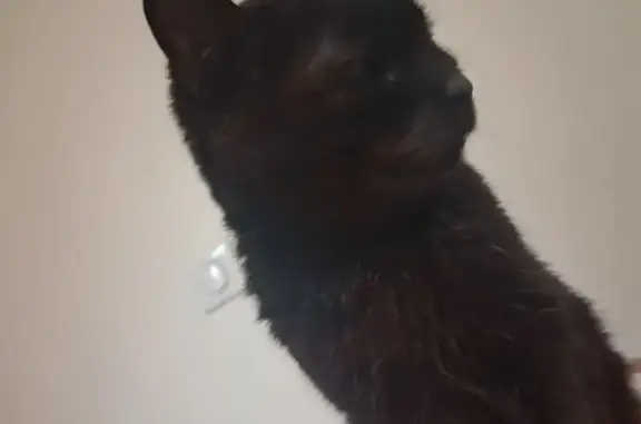 Animaux perdus Gallardon, photo: Chat perdu, D15, 551, Ardon, Gallardon - toute noire et pucée