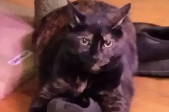 Lost pets Covington, photo: Lost female cat, Janes Lane, Covington - black calico with red collar