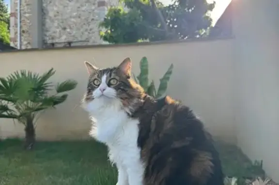 Chat perdu, Chemin du Splendid Panorama, Chennevières-sur-Marne - mèche de poils blancs - photo
