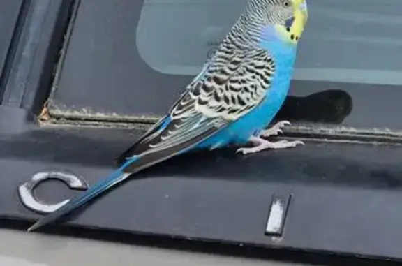 Animaux trouvés Cornebarrieu, photo: Oiseau trouvé, Square de l'Aquilon, Cornebarrieu, Paris - petite perruche