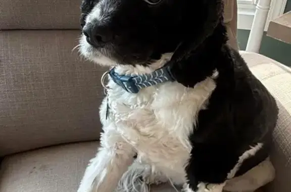 Lost male dog, Thomas Jefferson Drive, Princeton - black and white cocker spaniel mix - photo