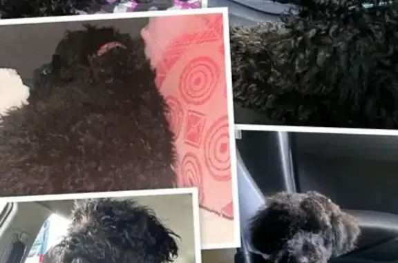 Lost dog, Law Street South, Ipswich - black with curly hair - photo