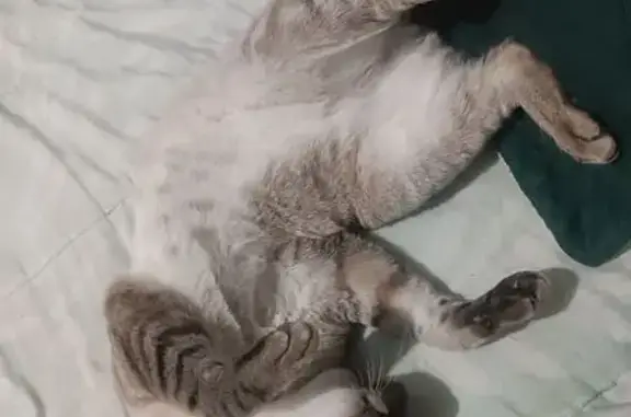Gato desaparecido Macho (brl00...