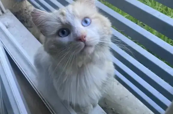 Chat perdu, Rue de la Matauderie, Paris - yeux bleus - photo