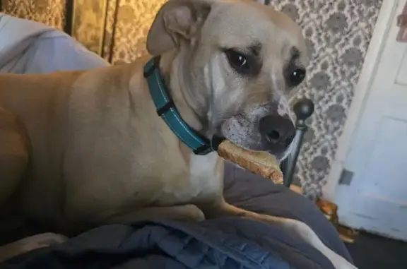 Lost pets Atlanta, photo: Lost dog, Meta Avenue, 1201, Oklahoma City - large tall blonde with turquoise collar