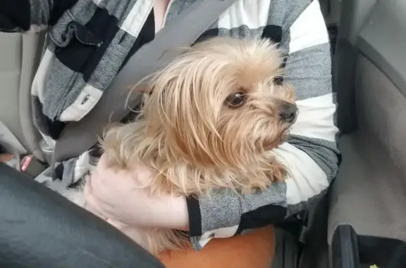 Found dog Dearborn, photo: Found dog, U.S. 24, 1847, Dearborn - very small yorkie