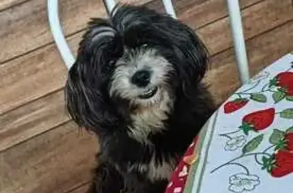 Cachorro perdido Fêmea (brl002730) - photo