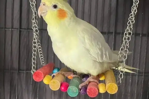 Animaux perdus Montpellier, photo: Oiseau perdu, Avenue du Père Soulas, Montpellier - femelle, couleur jaune blanc