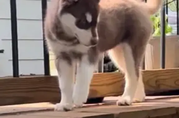 Found dog Bulverde, photo: Found dog, U.S. 281, Bulverde - female Siberian husky
