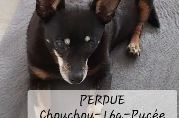 Chien perdu Loos, photo : Chien perdu, Rue Vincent Auriol, Loos - petit pincher femelle