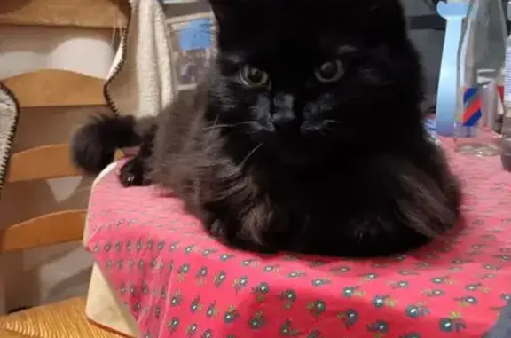 Chat perdu, aire de repos de Châteauvillain, Grand Est - noire, yeux verts - photo