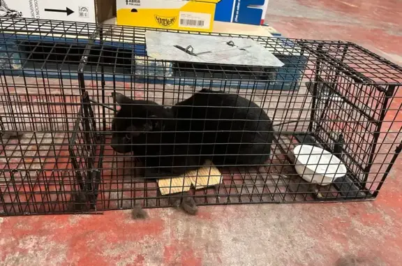 Encontrado gato negro con coll...