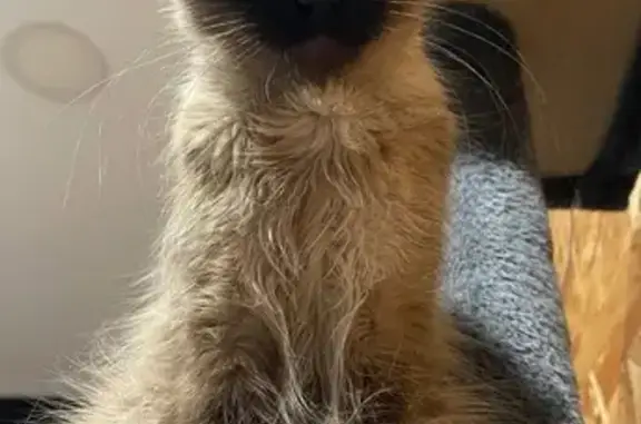 Gatos perdidos, Llucmajor, foto: Perdido gato hembra, Carrer de sa Font, 146B, Llucmajor - ojos azules y castrada