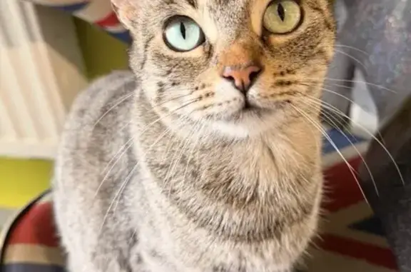 Animaux perdus Brétigny-sur-Orge, photo: Chat perdu, Route de Montelier, 111, Valence - femelle grise
