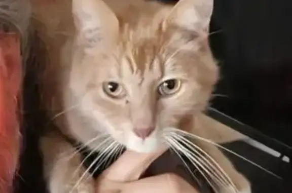 Chat perdu, Avenue Hoche, 33, Noisy-le-Sec - Remus, chat roux crème - photo