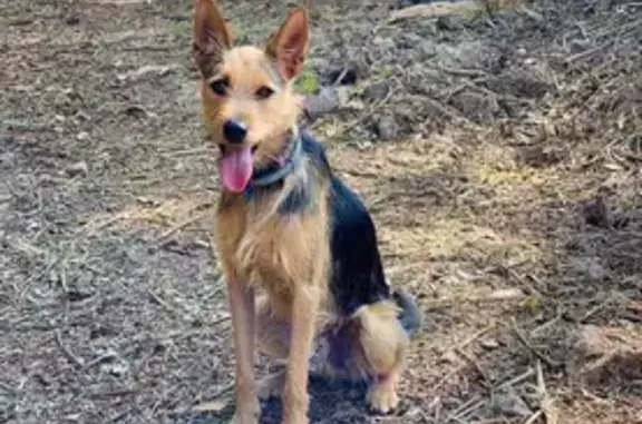 Cedro lleva perdido desde el día 28 de abril, tiene microchip y chapa de identificación. Es desconfiado, si le hablas tranquilo y con comida te lo puedes cancelar. SI LO VES POR FAVOR Contacta al Instagram @paula_saavedra