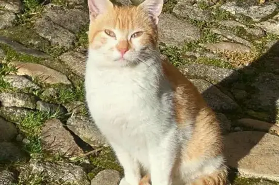 Perdido gato macho, La Alberca, Salamanca - naranja y blanco, grande - photo