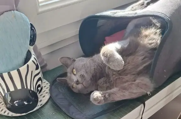 Chat perdu, Brie-Comte-Robert, photo: Chat perdu, Rue des Coteaux, Beynes - mâle entièrement gris