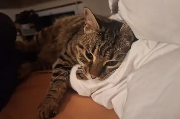 Animaux perdus Toulouse, photo: Chat perdu, Allée Fernand Jourdant, Toulouse - cicatrice sur le crâne