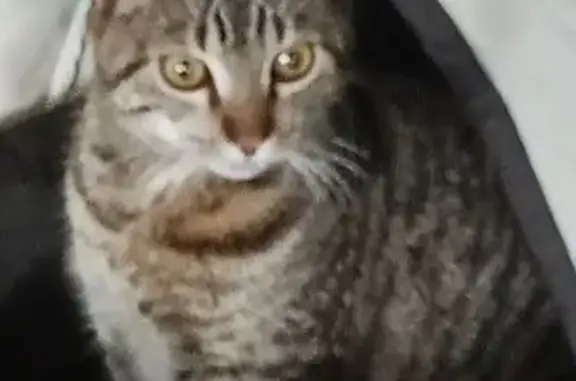 Chat perdu, Erdeven, photo: Chat perdu, Rue du Stade, 19, Erdeven