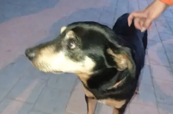 Perro encontrado Torre-Pacheco, foto: Encontrado perro macho, Avenida de Los Alcázares, Torre-Pacheco
