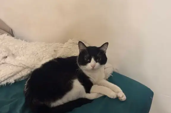 Chat perdu, Rue Chance Milly, 44, Clichy - harnais noir - photo