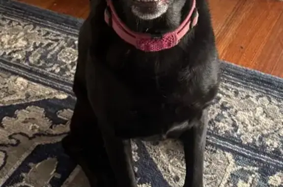Lost pets Ferny Creek, photo: Lost dog, Rankin Road, 75, Knox City, Ferny Creek - female with pink collar