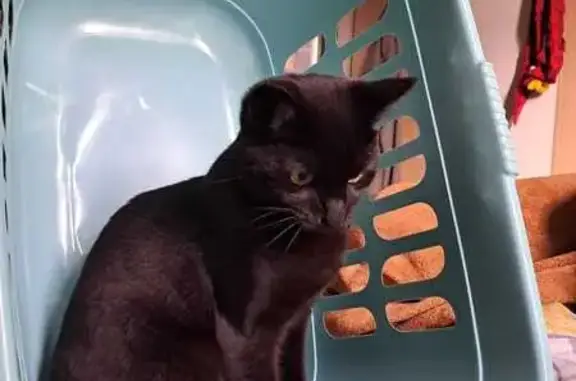 Missing cat Bolton, photo: Lost cat, Rutland Grove, Bolton - small black and very vocal